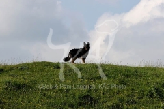 Shepherd - German Long-haired