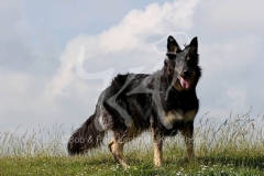 Shepherd - German Long-haired