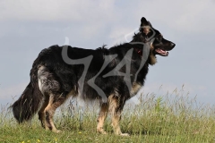 Shepherd - German Long-haired