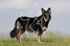 Shepherd - German Long-haired
