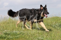 Shepherd - German Long-haired