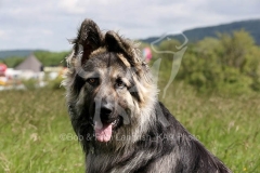 Shepherd - German Long-haired