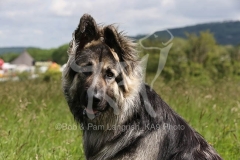 Shepherd - German Long-haired