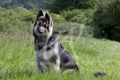 Shepherd - German Long-haired