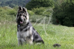 Shepherd - German Long-haired