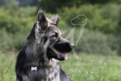 Shepherd - German Long-haired