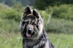 Shepherd - German Long-haired