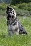 Shepherd - German Long-haired