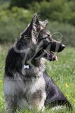 Shepherd - German Long-haired