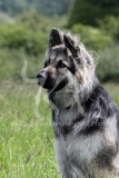 Shepherd - German Long-haired