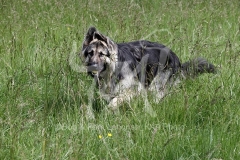 Shepherd - German Long-haired