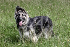 Shepherd - German Long-haired