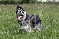 Shepherd - German Long-haired
