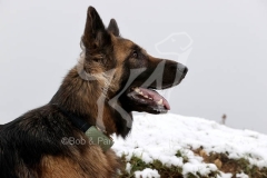 Shepherd - German Long-haired