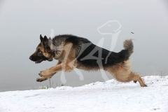Shepherd - German Long-haired