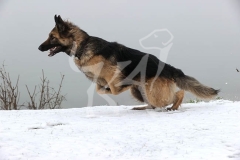 Shepherd - German Long-haired