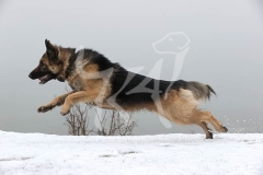 Shepherd - German Long-haired