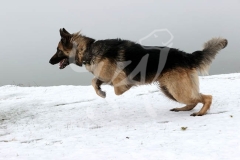 Shepherd - German Long-haired