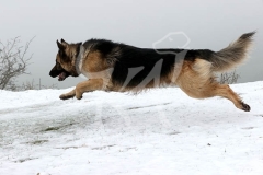 Shepherd - German Long-haired