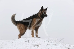 Shepherd - German Long-haired