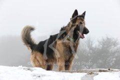 Shepherd - German Long-haired