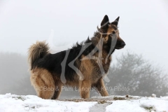Shepherd - German Long-haired
