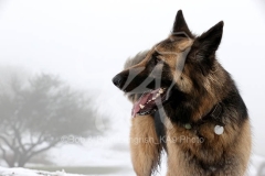 Shepherd - German Long-haired