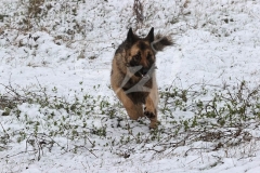 Shepherd - German Long-haired