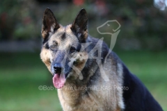 Shepherd - German