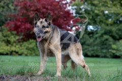 Shepherd - German