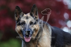 Shepherd - German