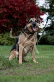 Shepherd - German