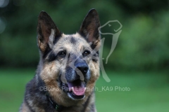 Shepherd - German