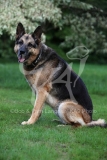 Shepherd - German