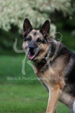 Shepherd - German