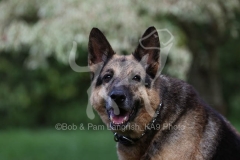 Shepherd - German