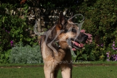 Shepherd - German