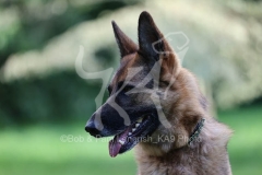 Shepherd - German
