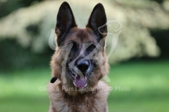 Shepherd - German