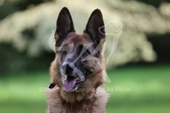 Shepherd - German