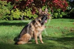 Shepherd - German