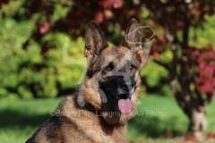 Shepherd - German