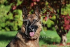 Shepherd - German