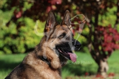 Shepherd - German