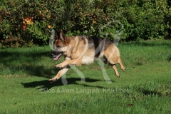 Shepherd - German