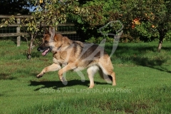 Shepherd - German