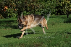 Shepherd - German