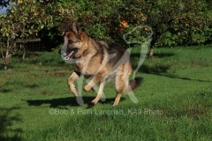 Shepherd - German