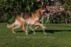 Shepherd - German