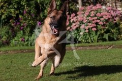 Shepherd - German